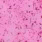 Gel Flower - Lys